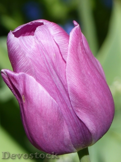 Devostock Tulip beautiful  (140)