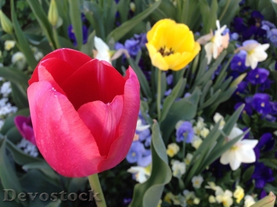 Devostock Tulip beautiful  (146)