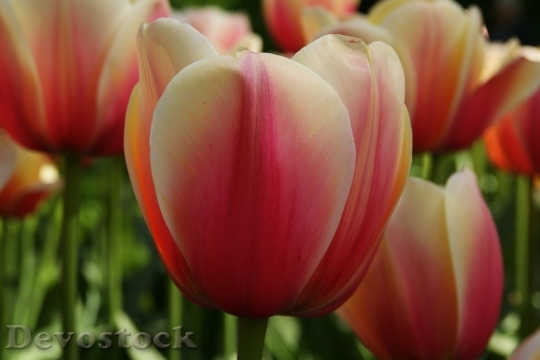 Devostock Tulip beautiful  (147)