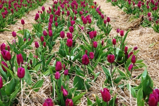 Devostock Tulip beautiful  (188)