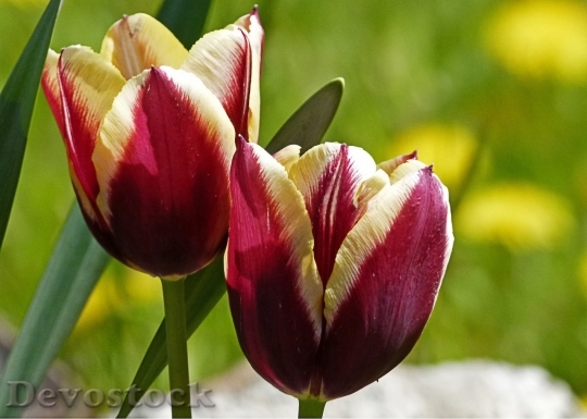 Devostock Tulip beautiful  (198)