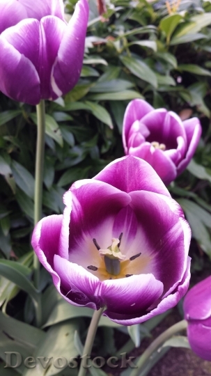 Devostock Tulip beautiful  (2)