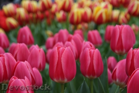 Devostock Tulip beautiful  (202)