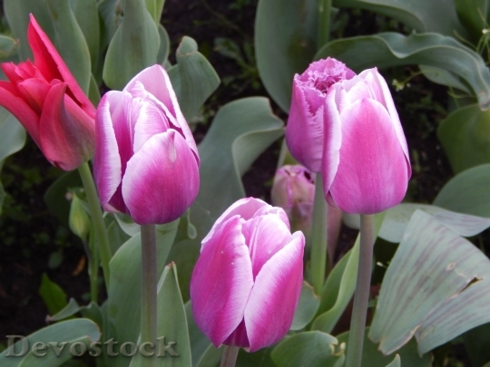 Devostock Tulip beautiful  (211)