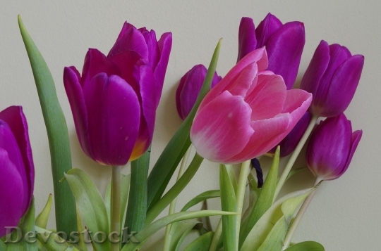 Devostock Tulip beautiful  (212)
