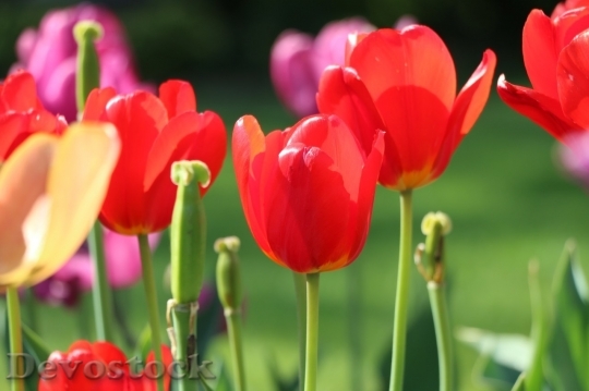 Devostock Tulip beautiful  (216)