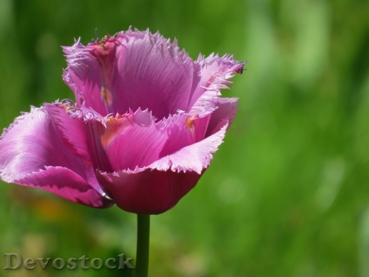 Devostock Tulip beautiful  (217)