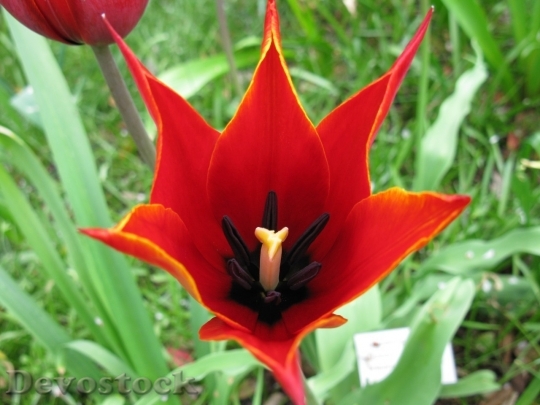 Devostock Tulip beautiful  (218)