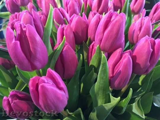 Devostock Tulip beautiful  (231)