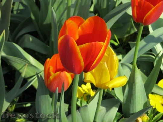 Devostock Tulip beautiful  (234)
