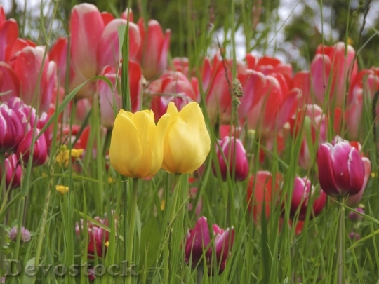 Devostock Tulip beautiful  (239)
