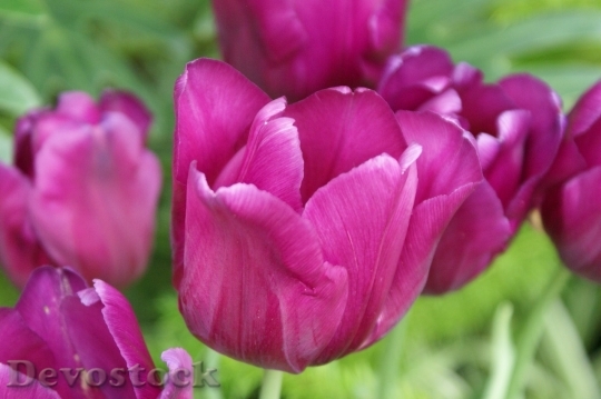 Devostock Tulip beautiful  (244)