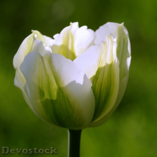 Devostock Tulip beautiful  (259)