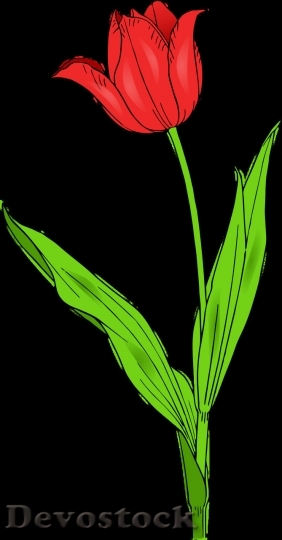 Devostock Tulip beautiful  (27)