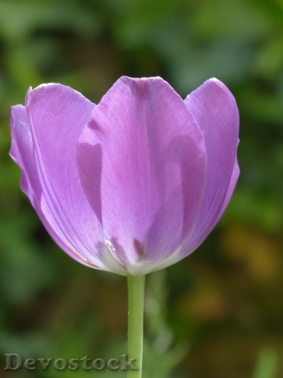 Devostock Tulip beautiful  (277)