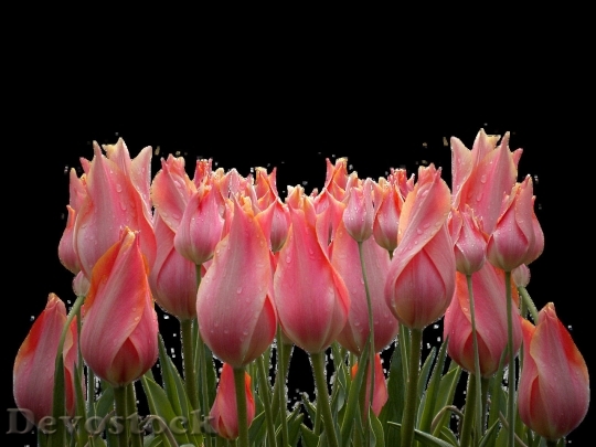 Devostock Tulip beautiful  (284)