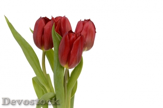 Devostock Tulip beautiful  (292)