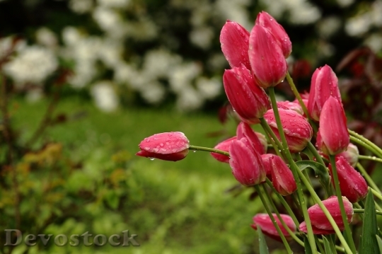 Devostock Tulip beautiful  (293)