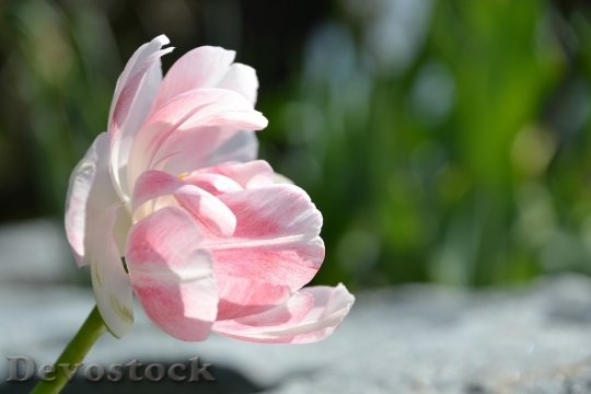 Devostock Tulip beautiful  (306)