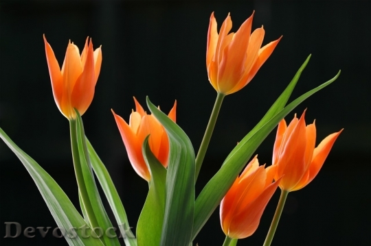 Devostock Tulip beautiful  (307)