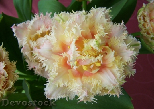 Devostock Tulip beautiful  (310)