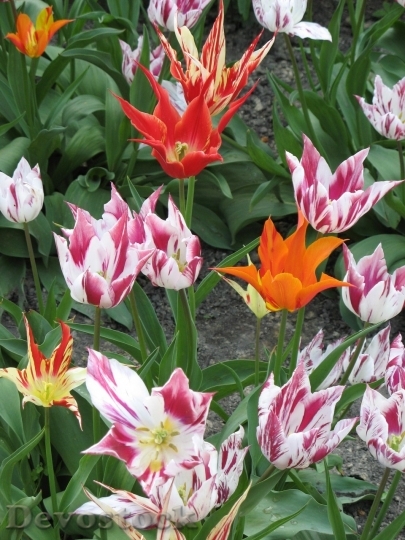 Devostock Tulip beautiful  (313)