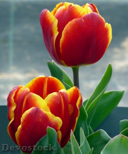 Devostock Tulip beautiful  (32)