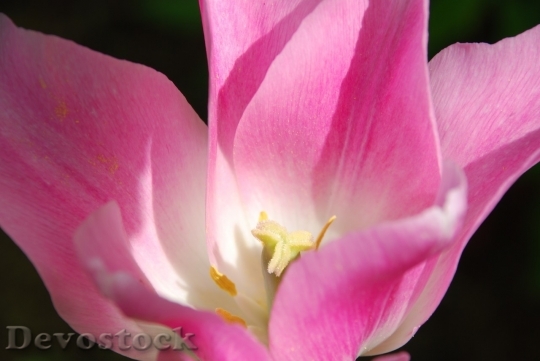 Devostock Tulip beautiful  (322)