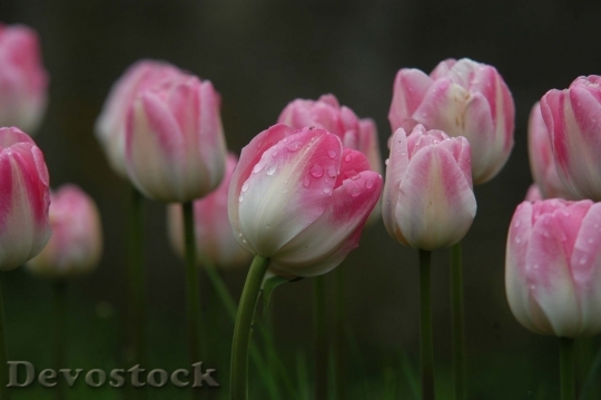 Devostock Tulip beautiful  (324)