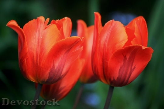 Devostock Tulip beautiful  (329)