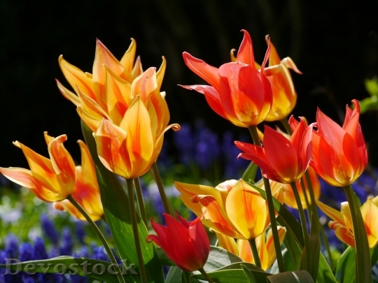 Devostock Tulip beautiful  (336)