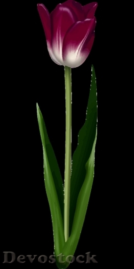 Devostock Tulip beautiful  (338)