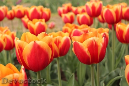 Devostock Tulip beautiful  (343)