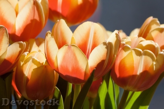 Devostock Tulip beautiful  (355)