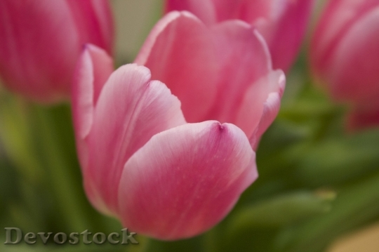 Devostock Tulip beautiful  (372)