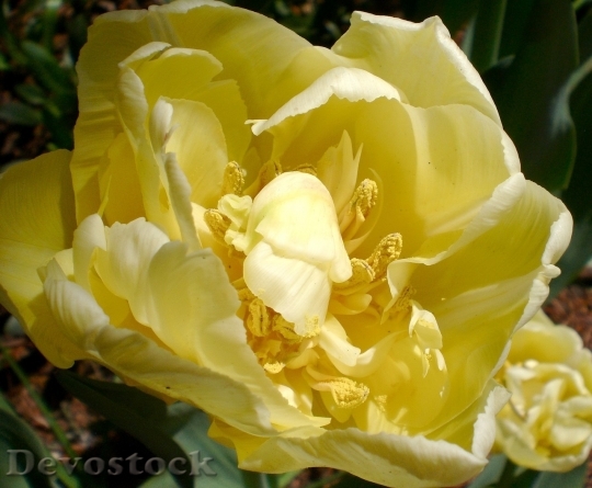 Devostock Tulip beautiful  (384)