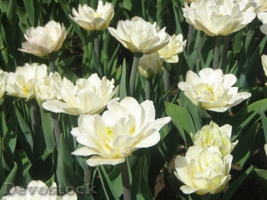 Devostock Tulip beautiful  (412)