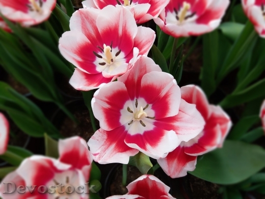 Devostock Tulip beautiful  (433)