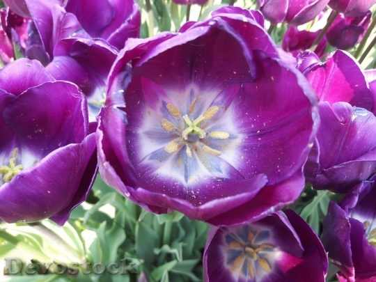 Devostock Tulip beautiful  (442)
