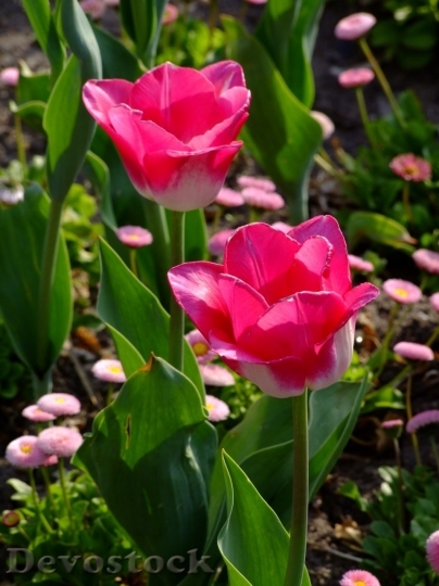 Devostock Tulip beautiful  (456)