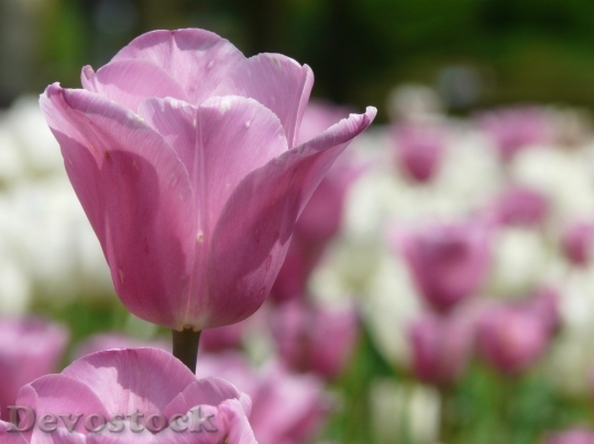 Devostock Tulip beautiful  (473)