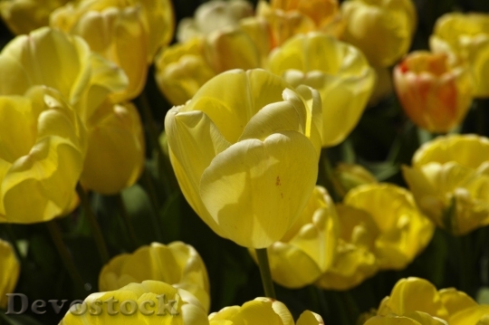 Devostock Tulip beautiful  (488)