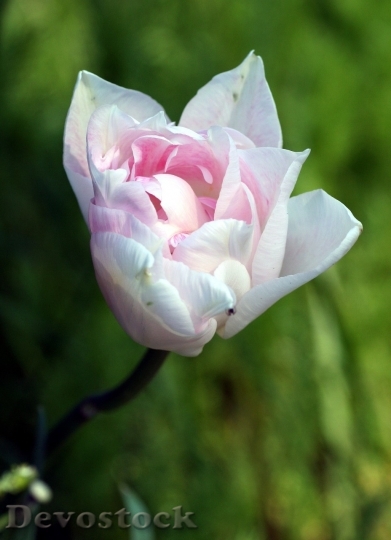 Devostock Tulip beautiful  (49)