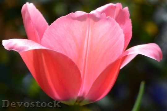 Devostock Tulip beautiful  (500)