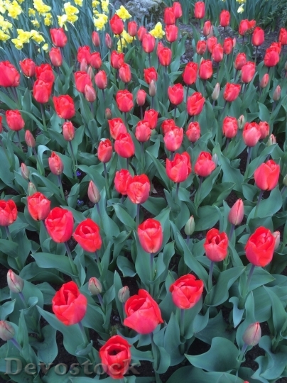 Devostock Tulip beautiful  (66)