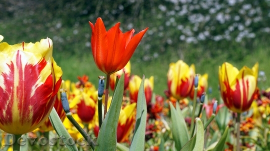 Devostock Tulip beautiful  (68)