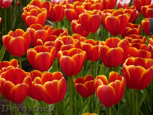 Devostock Tulip beautiful  (79)