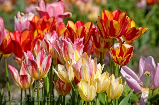 Devostock Tulip beautiful  (98)