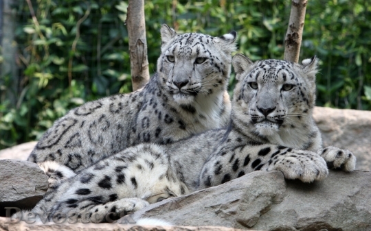 Devostock Two leopard relaxing over a stone 