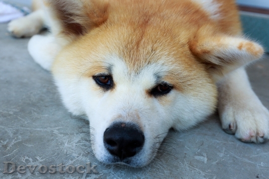Devostock Very cute dog with beautiful fur  (54)
